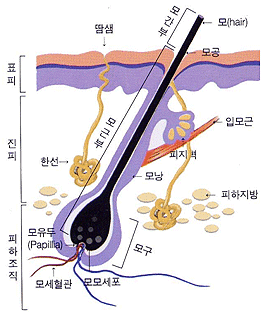 모낭구조