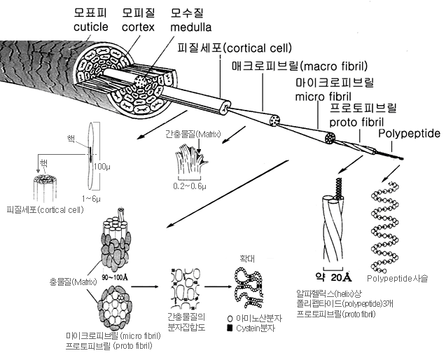 탈모전문자료 - 모발구조