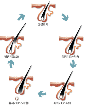 탈모전문자료-모주기