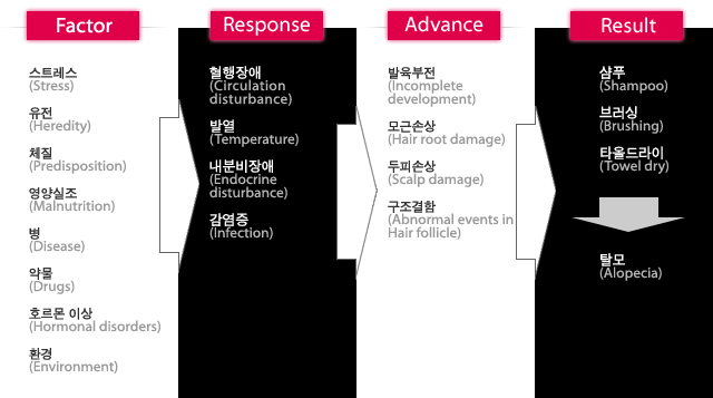 탈모메커니즘(Mechanism)